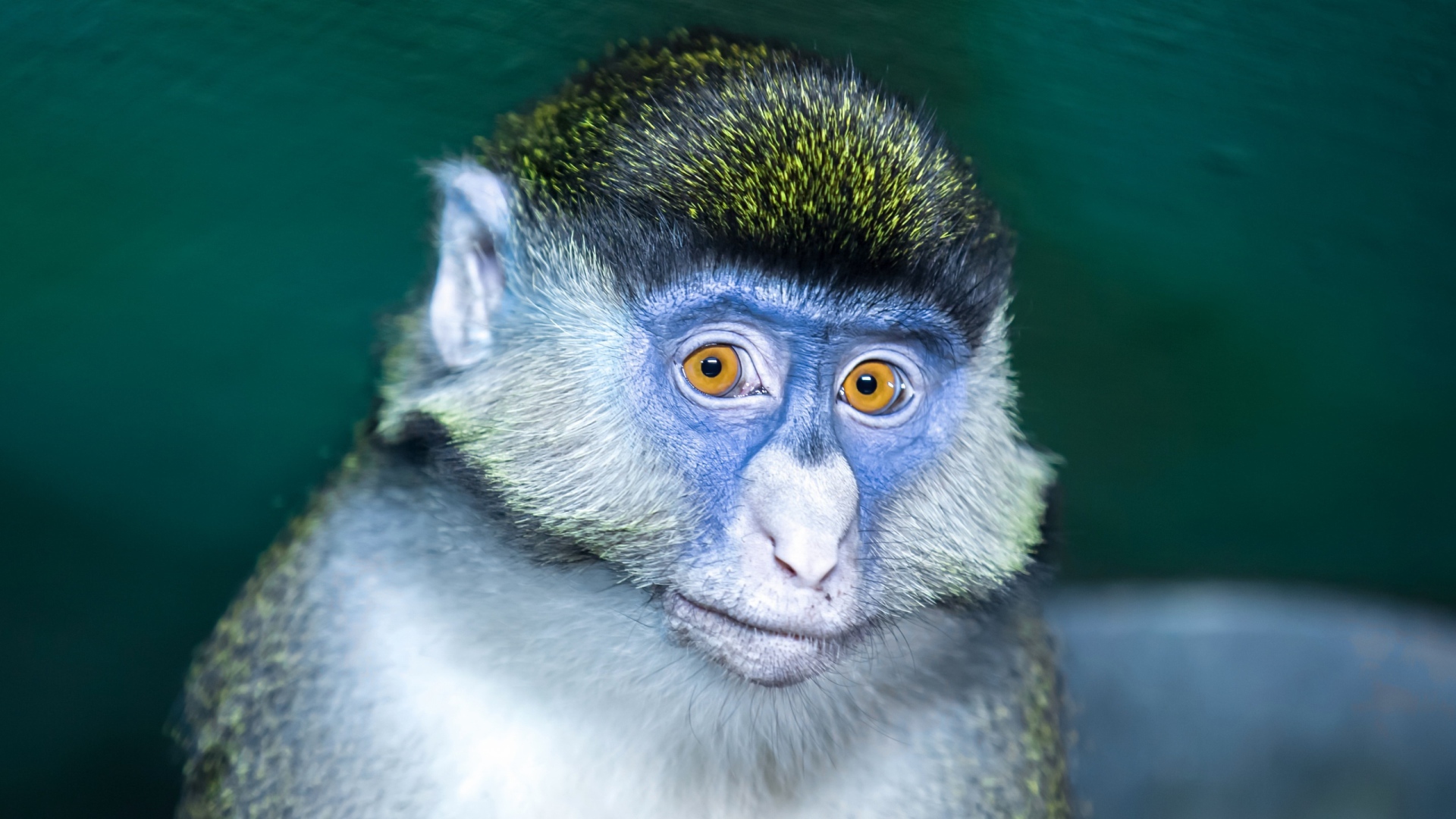 Мартышка с голубой мордой