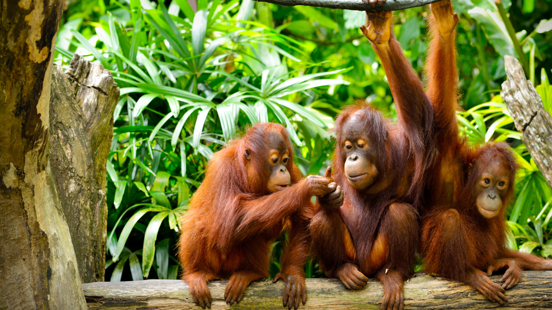 Семья орангутангов сидит на ветке