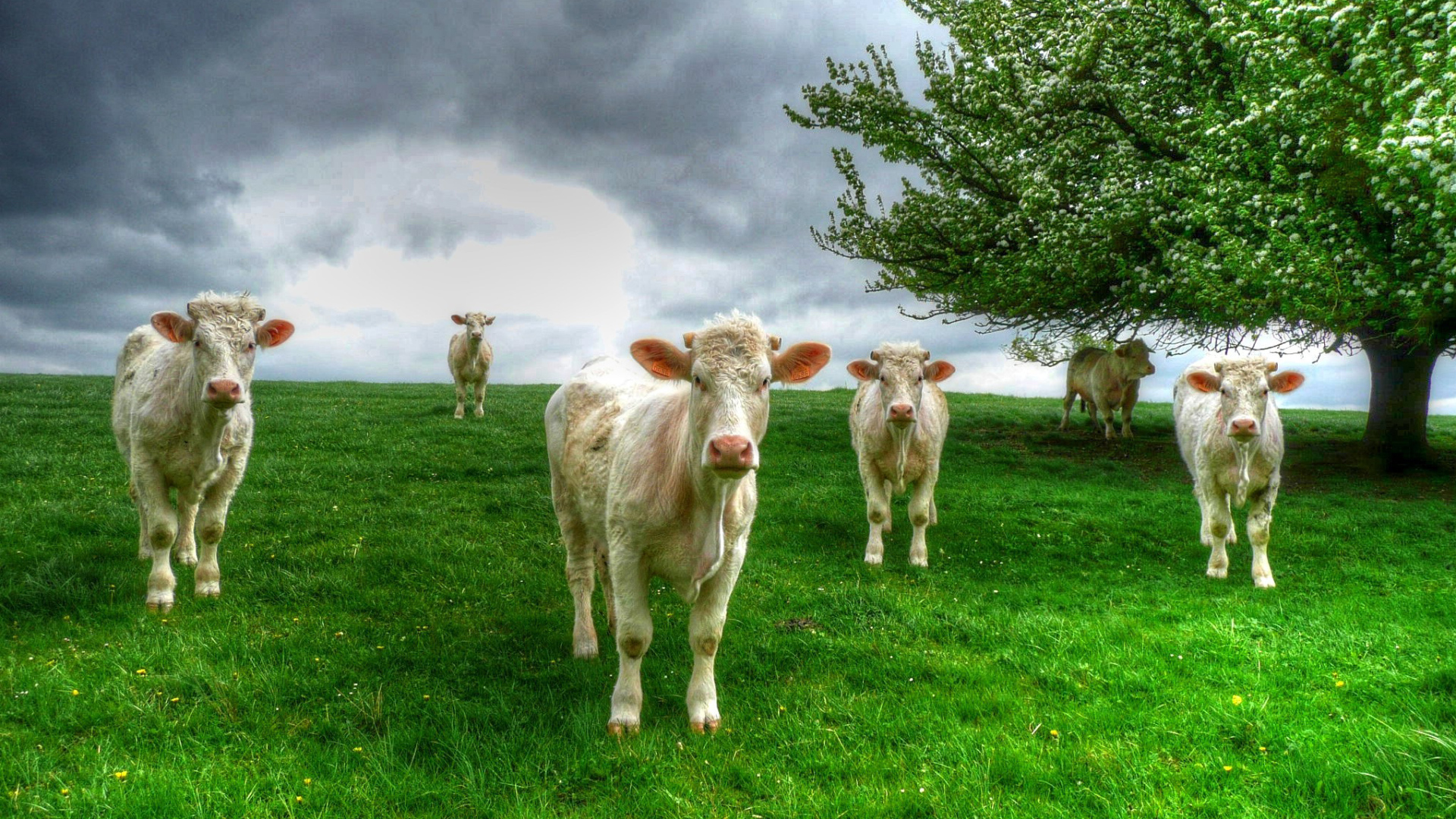 Белые коровы пасутся на зеленом лугу