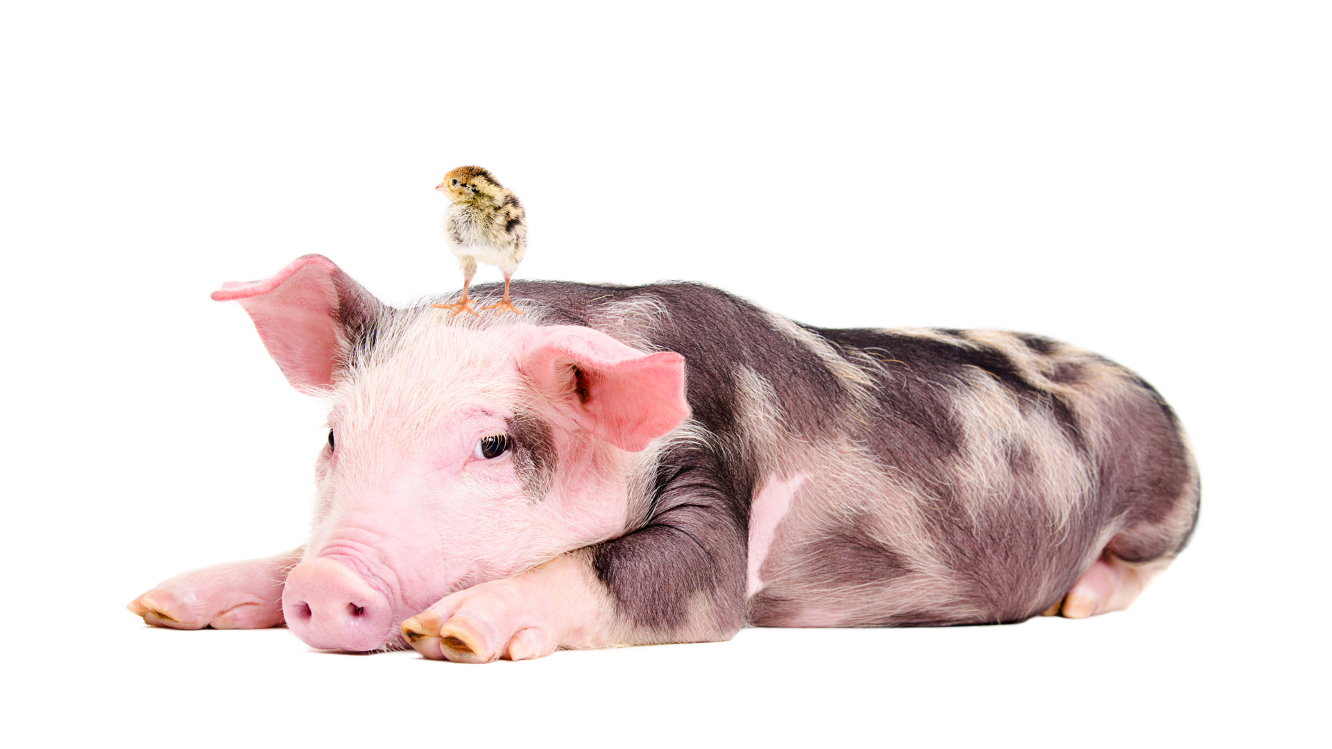 Забавный поросенок с цыпленком на голове 