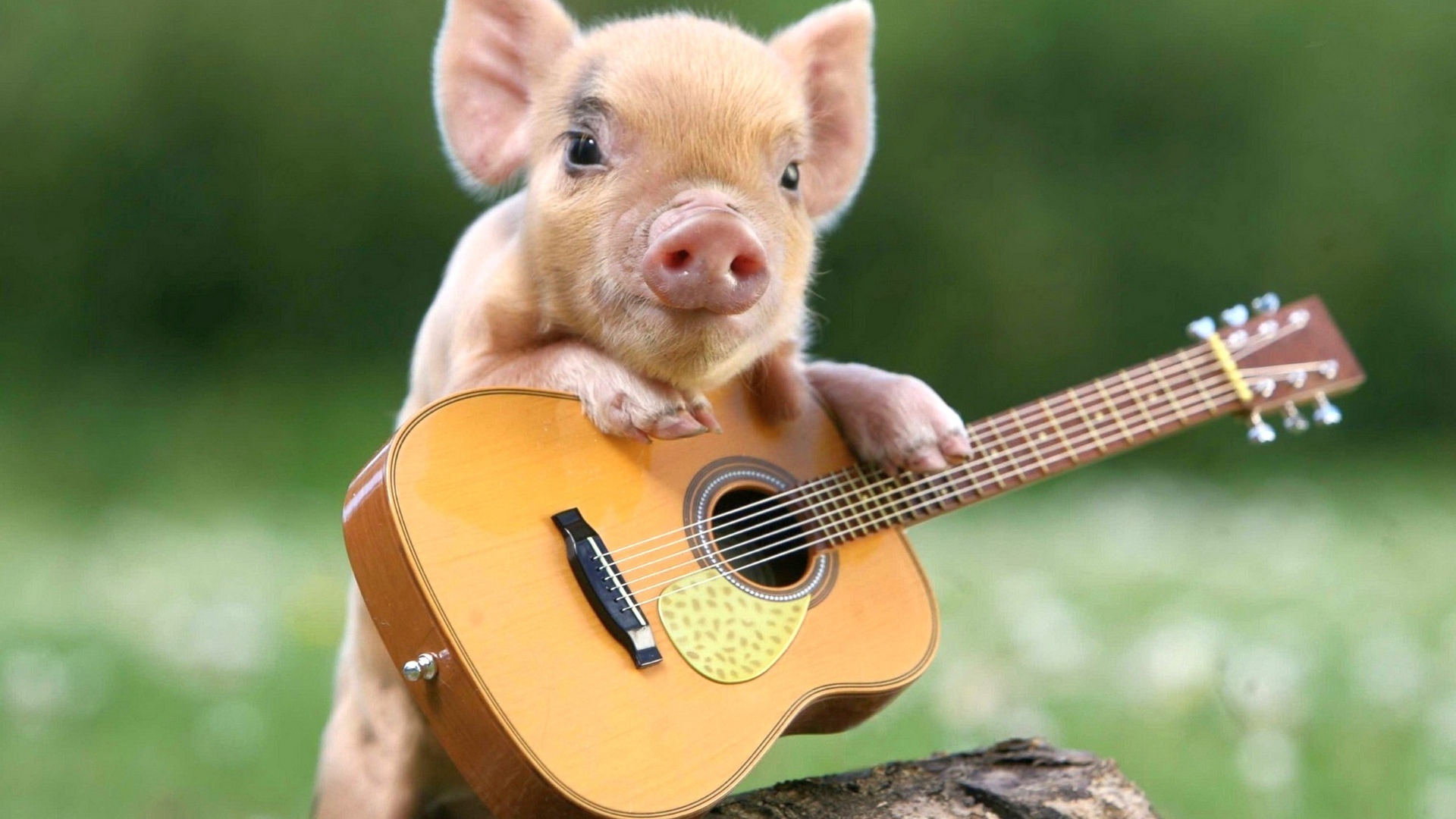 Маленький забавный поросенок с гитарой