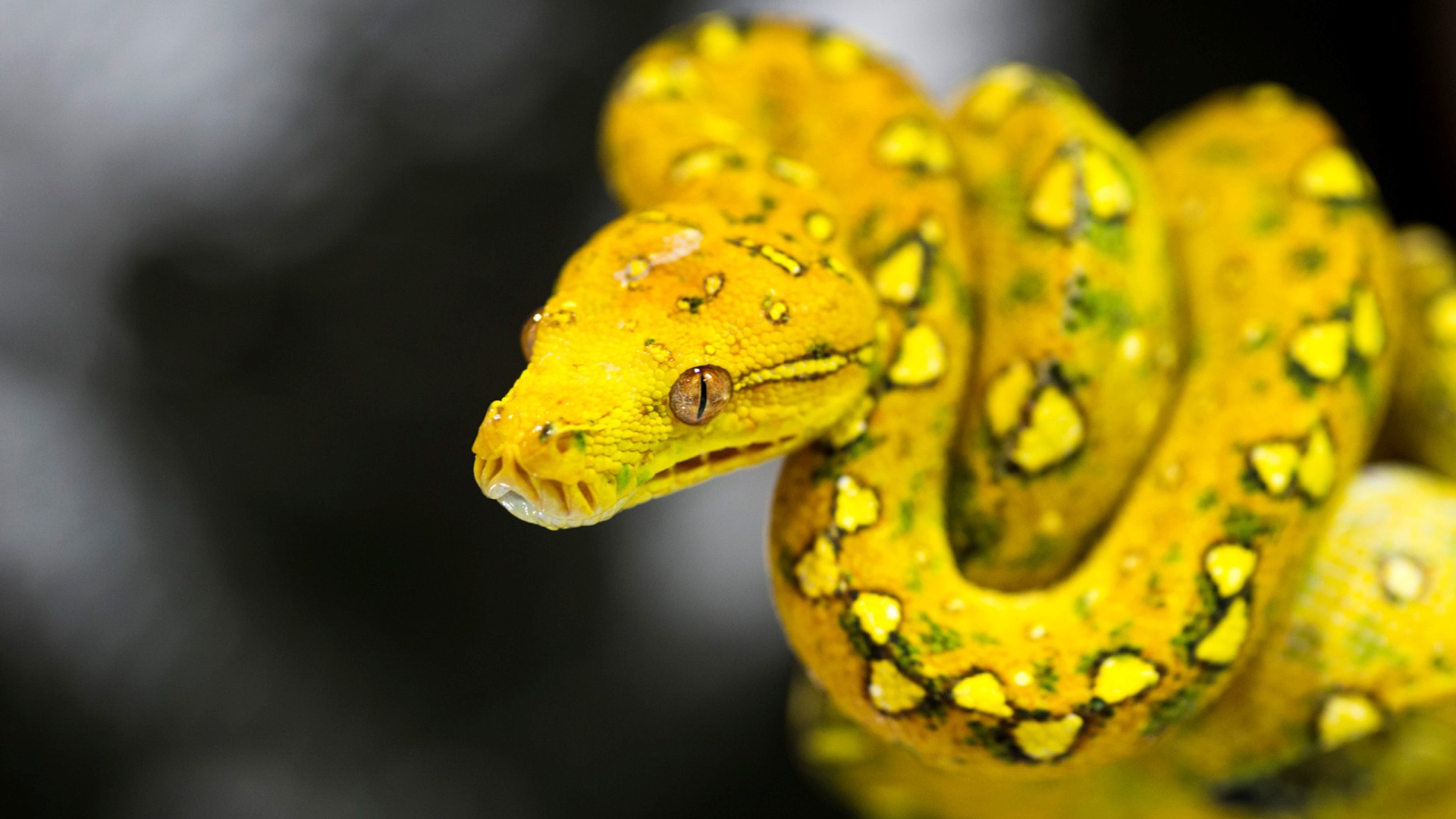 Красивая желтая змея