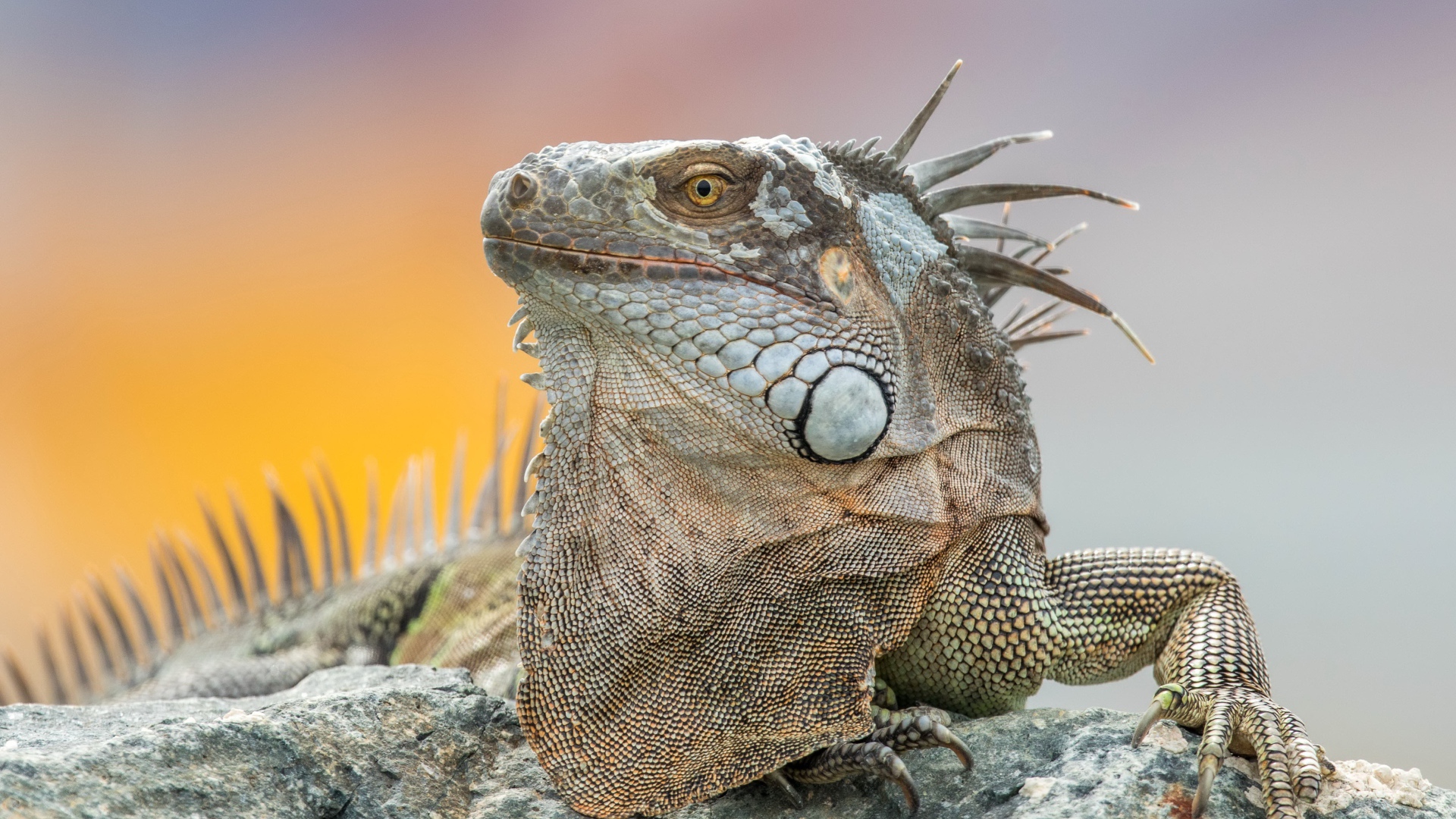 Серая игуана отдыхает на камне 