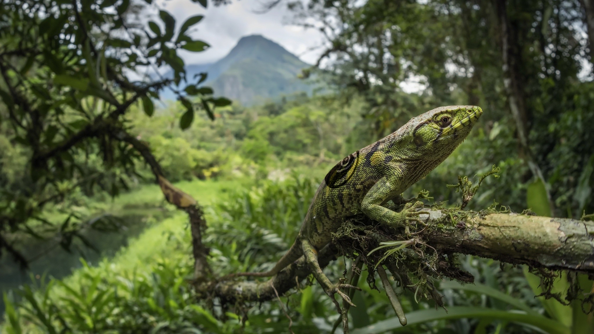 Зеленая большая ящерица на ветке дерева