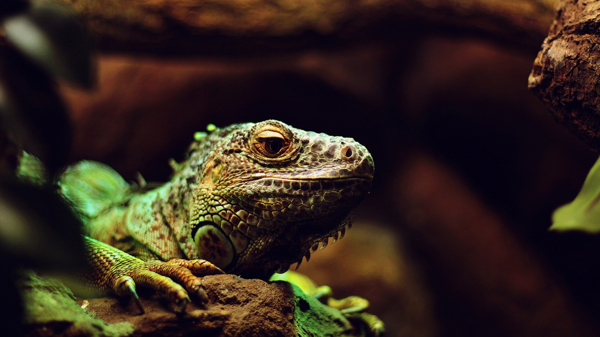 Большая зеленая игуана на камне 