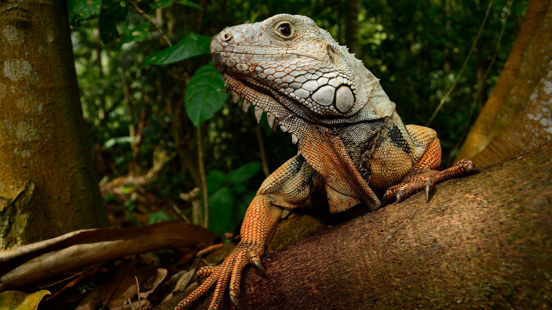 Large iguana on the trunk of a tree