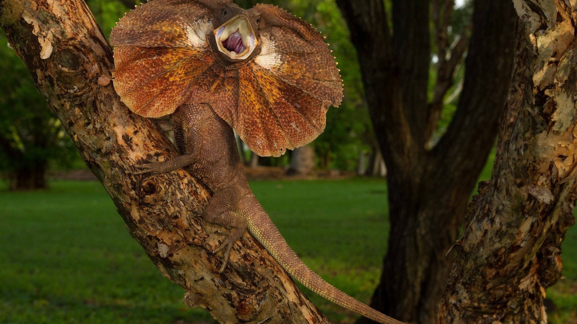 Грозная Плащеносная ящерица на дереве