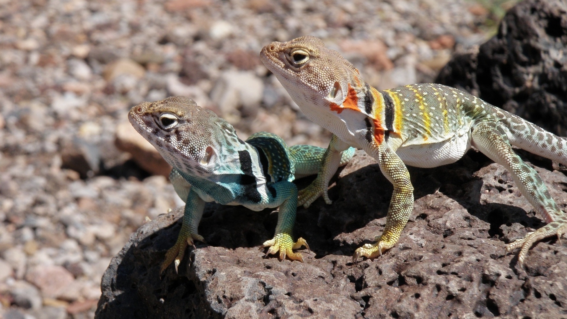 Две ошейниковые пустынные игуаны на камне 