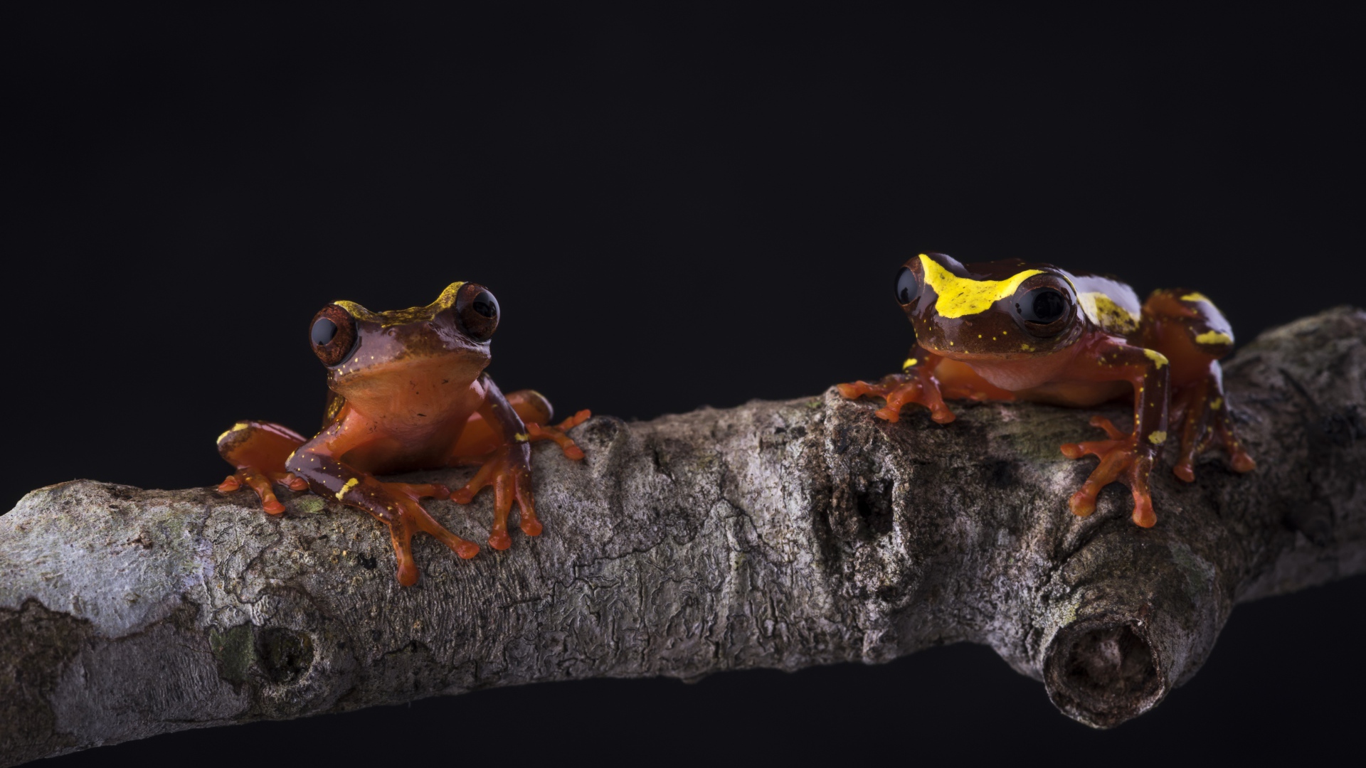 Две маленьких коричневых лягушки сидят на деревянной ветке