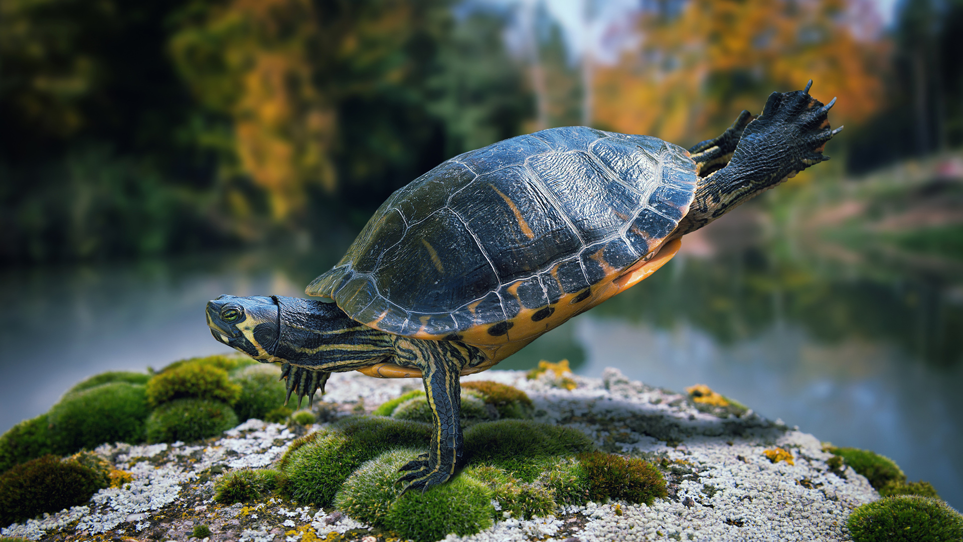 Красивая черепаха делает гимнастику на камне  