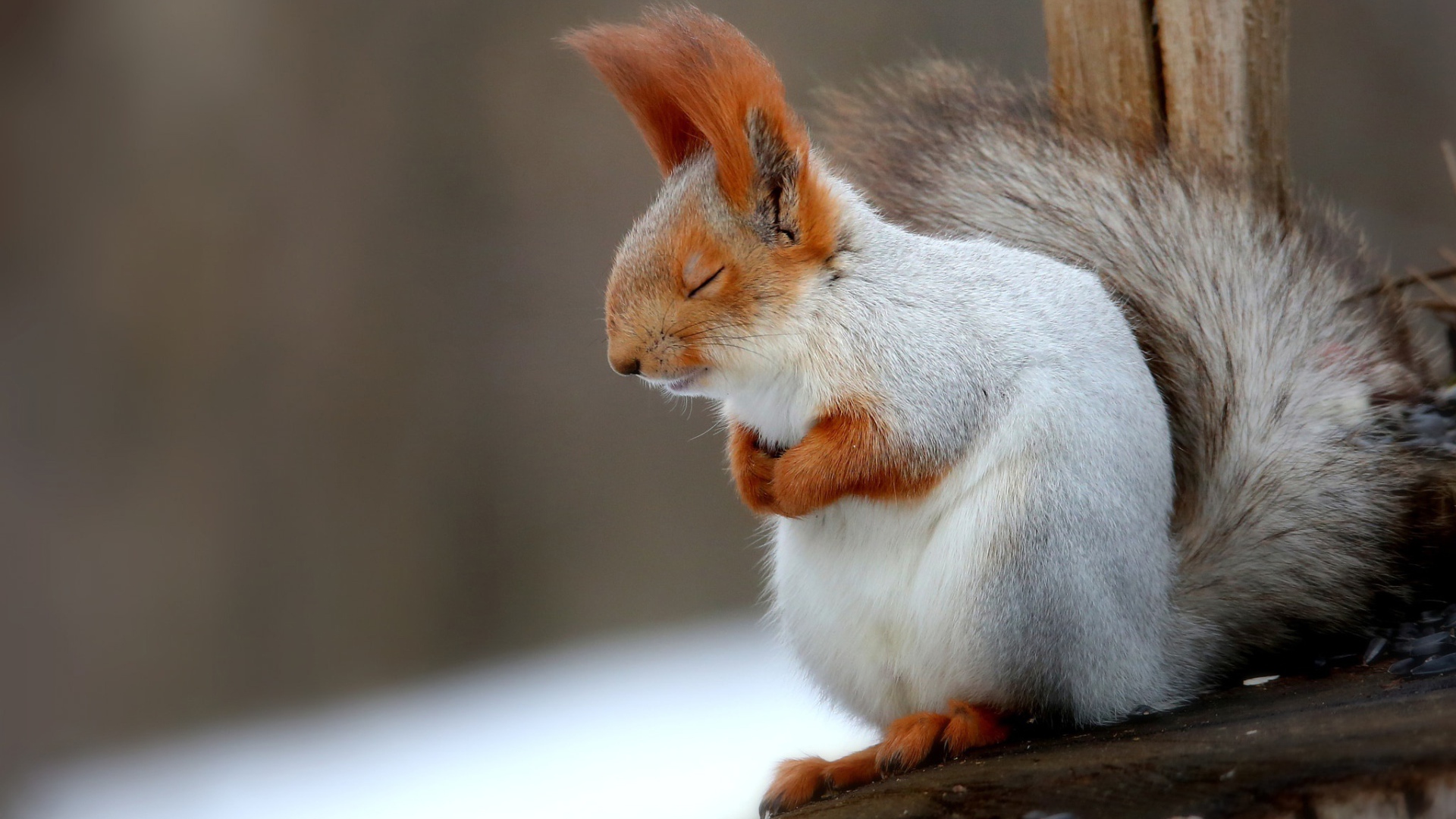 Fluffy gray squirrel sleeping on a branch