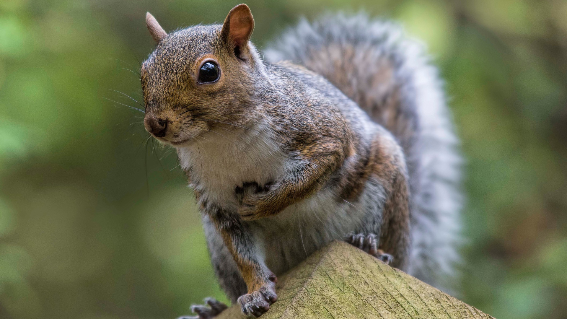 Забавная любопытная белка крупным планом