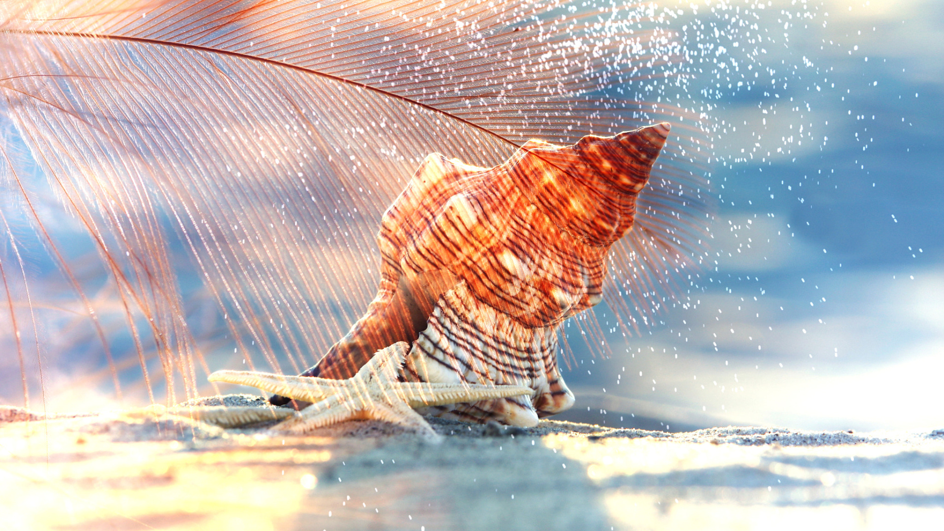 Ракушка и морская звезда лежат на белом песке