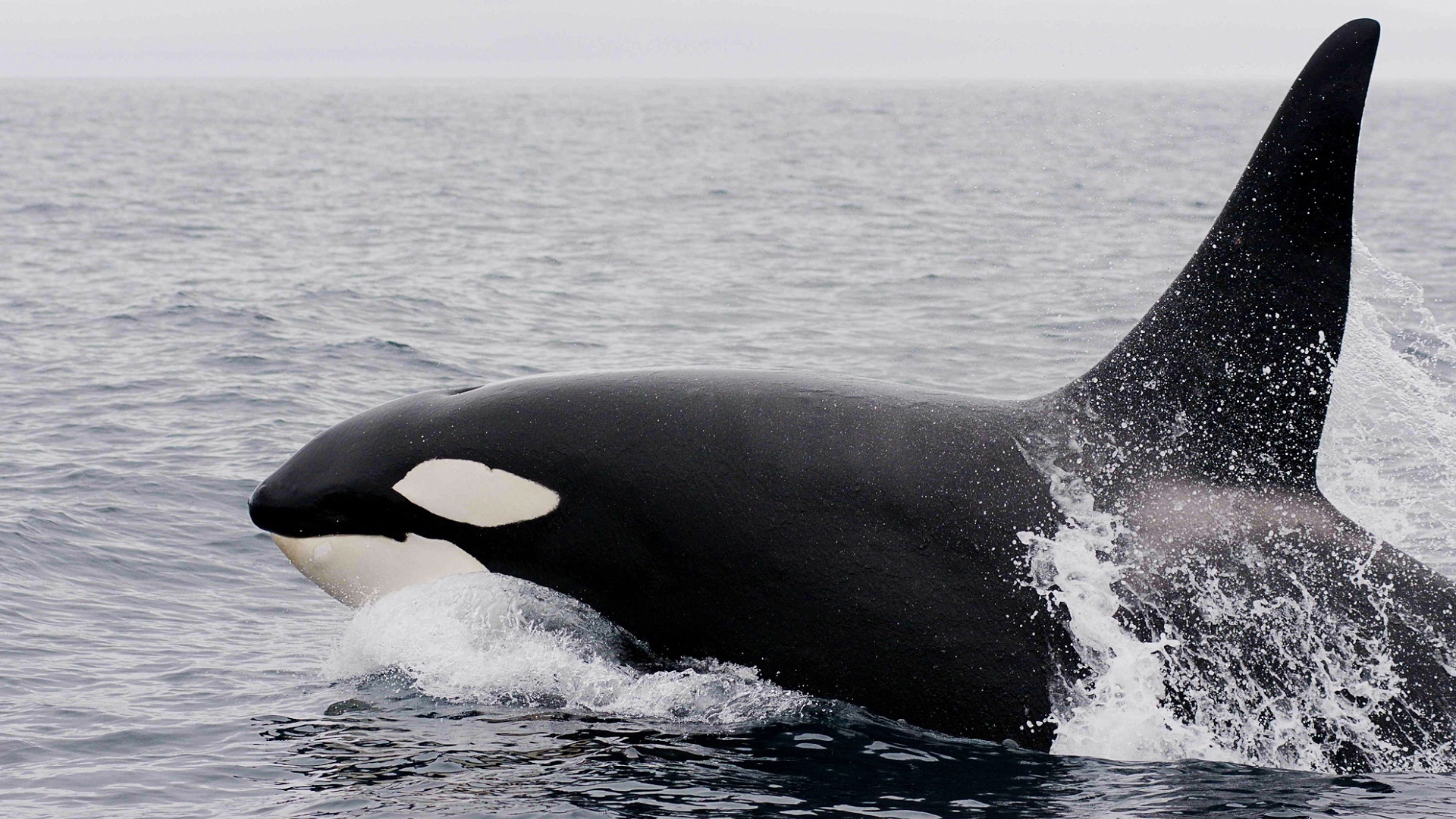 Большая касатка в воде 
