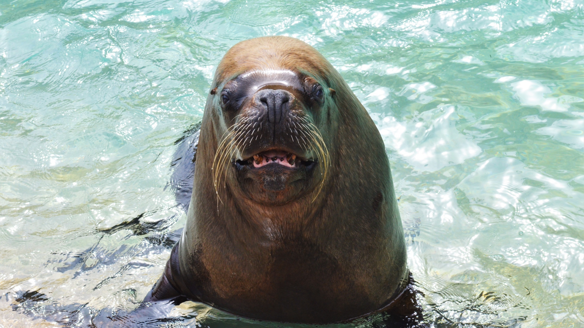 Веселый морской лев в воде 