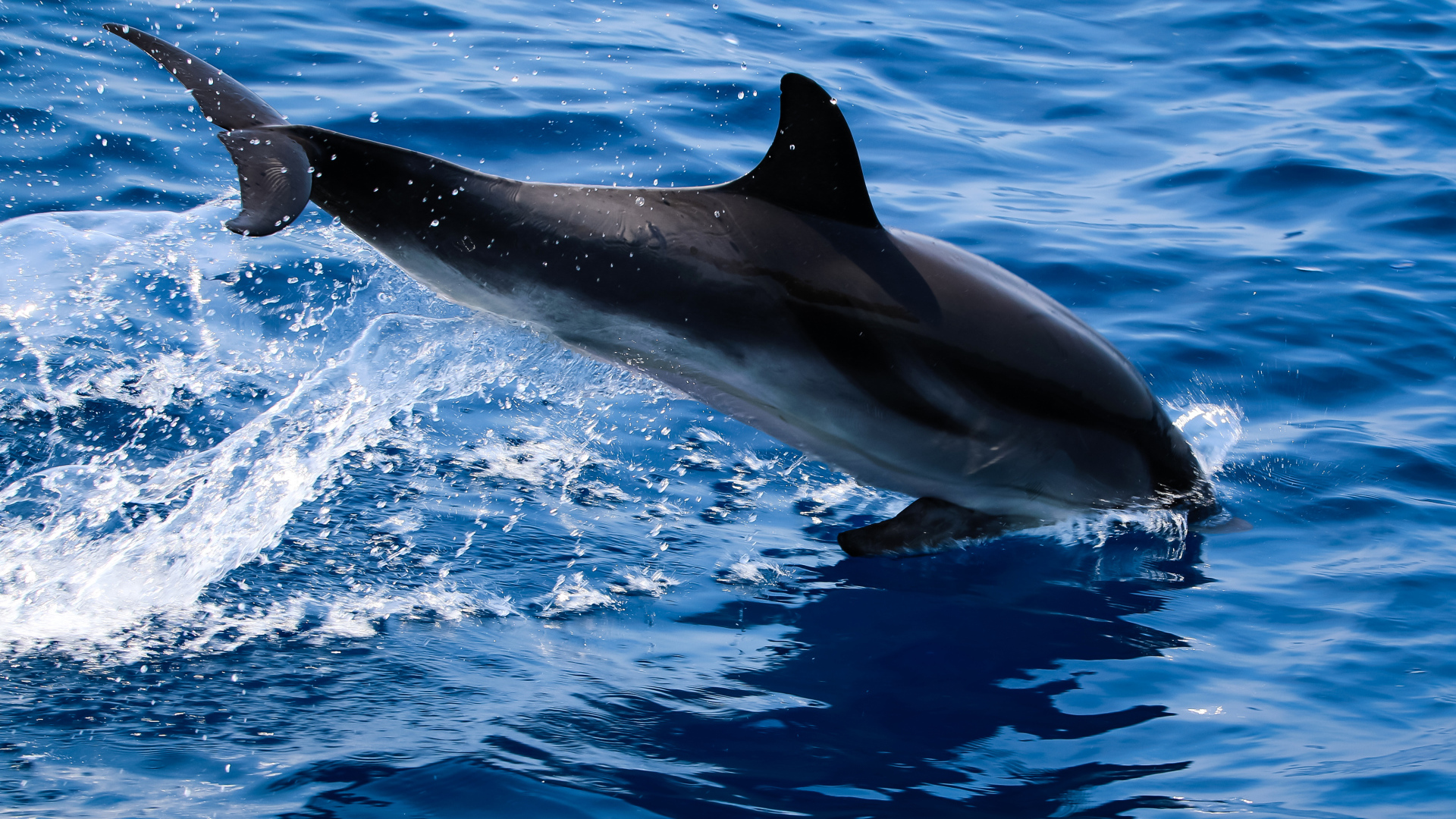 Дельфин прыгает в голубую воду