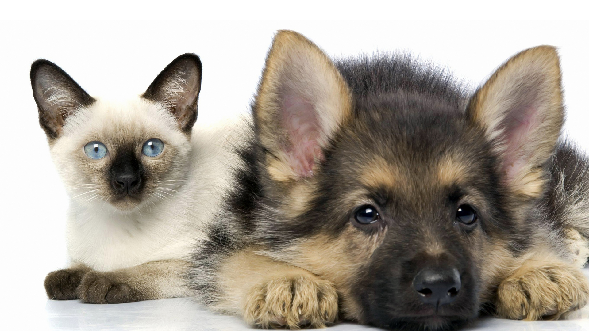 Милый голубоглазый котенок и щенок немецкой овчарки на белом фоне