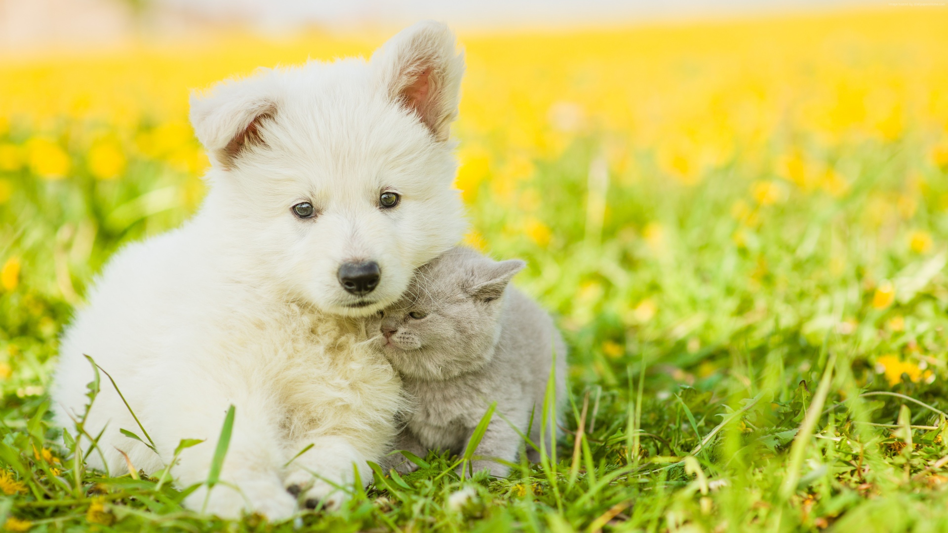 Fluffy white puppy with gray kitten sitting on the grass