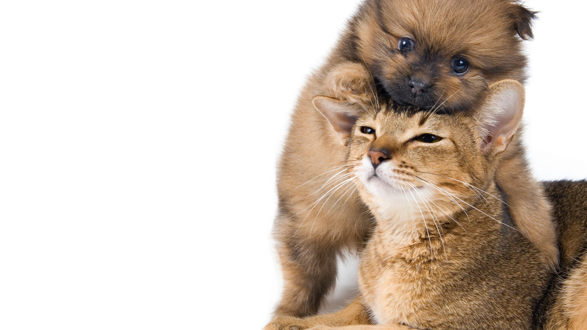 Маленький щенок играет с котом на белом фоне 