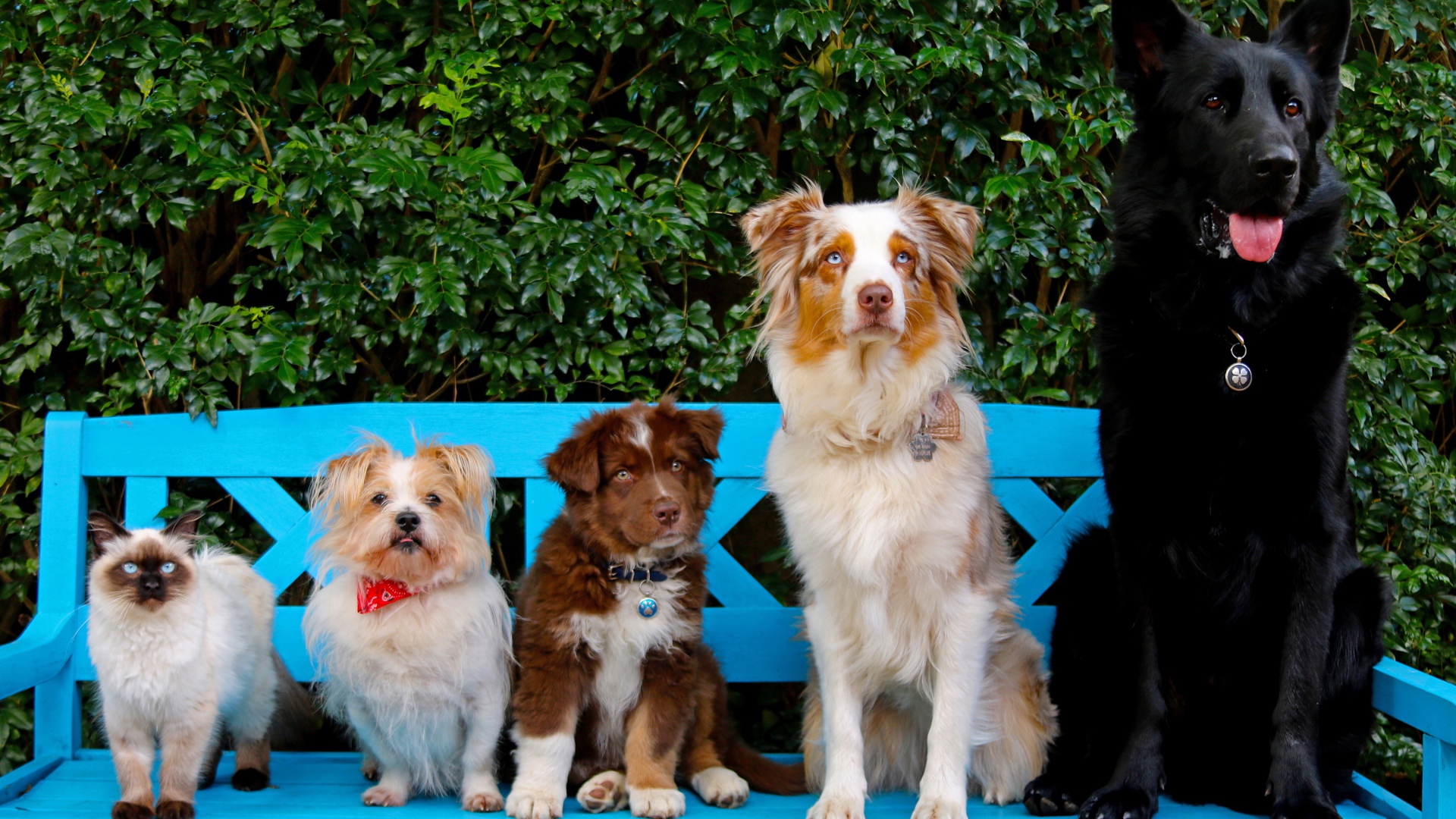 Милые собаки и кот на сидят на лавке 