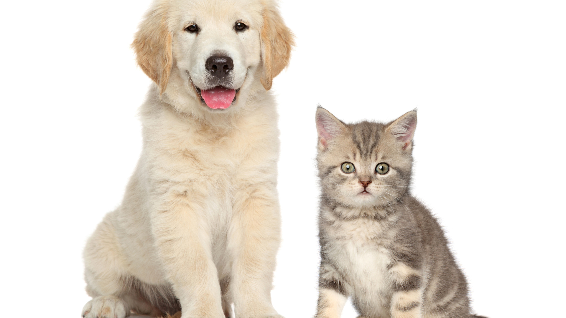Щенок золотистого ретривера и серый котенок на белом фоне