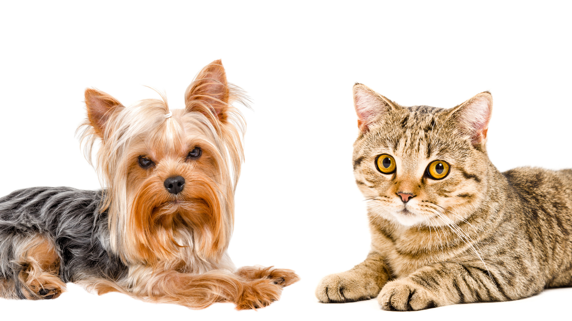 Йоркширский терьер и серый кот с желтыми глазами на белом фоне