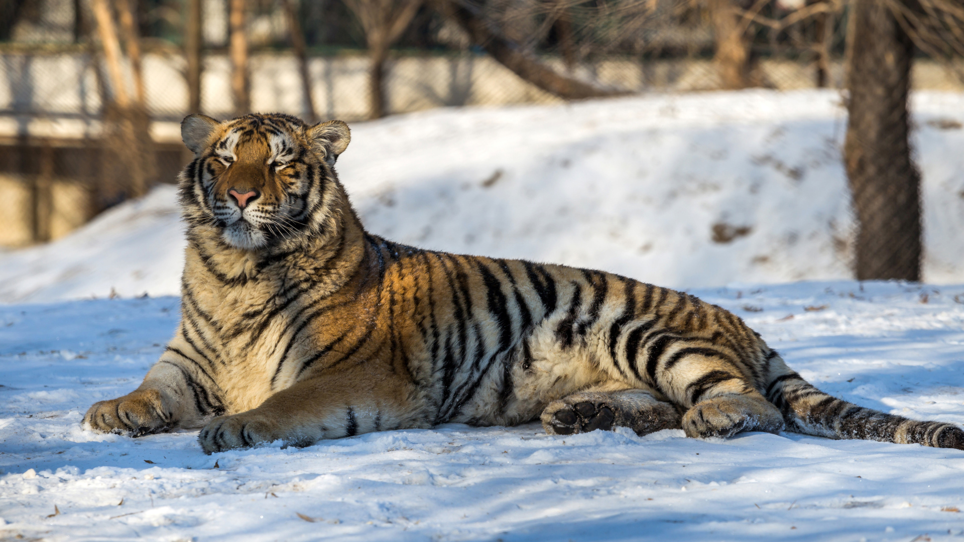 Большой грациозный тигр лежит на снегу