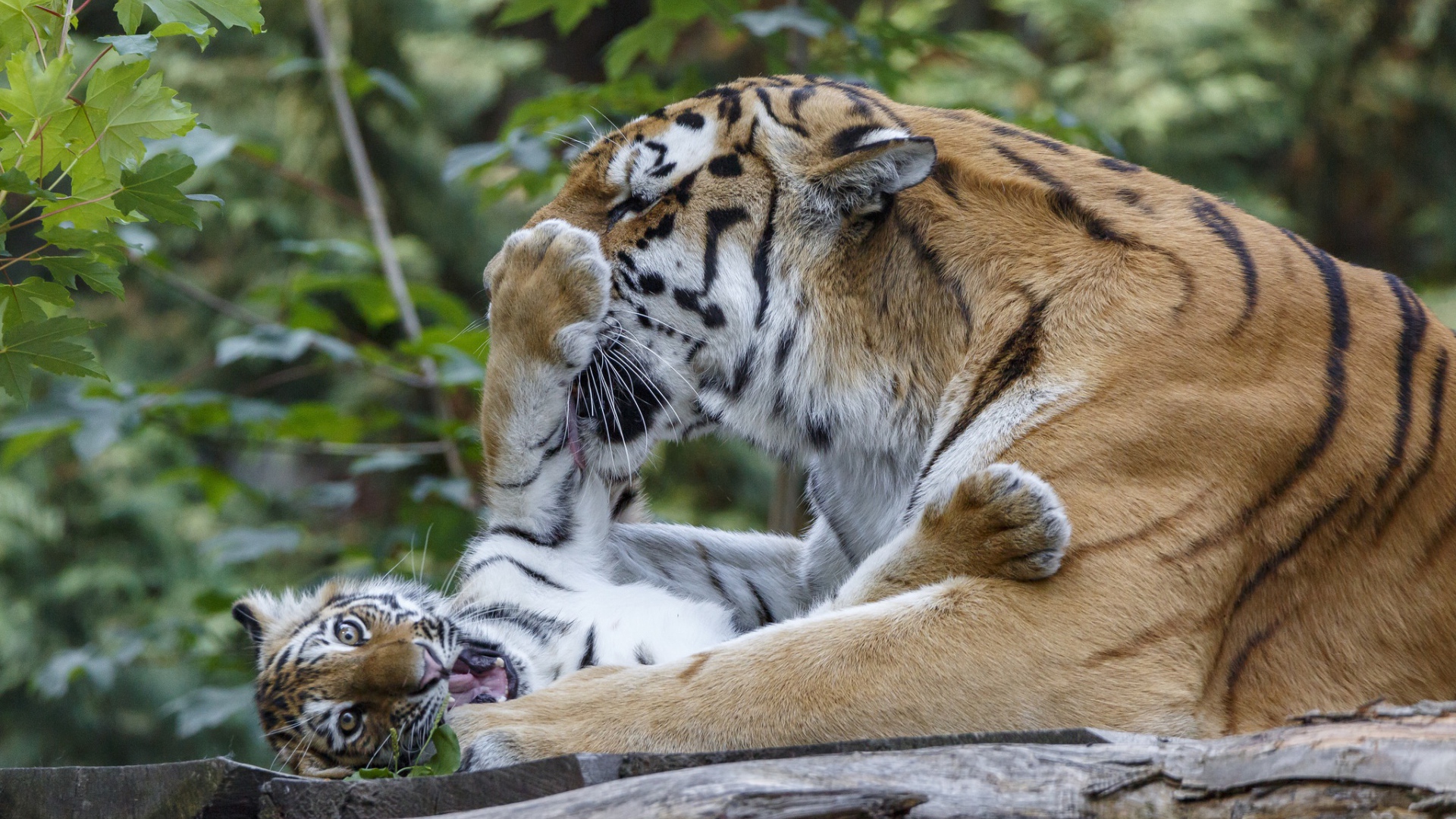 Большая тигрица играет с маленьким тигренком