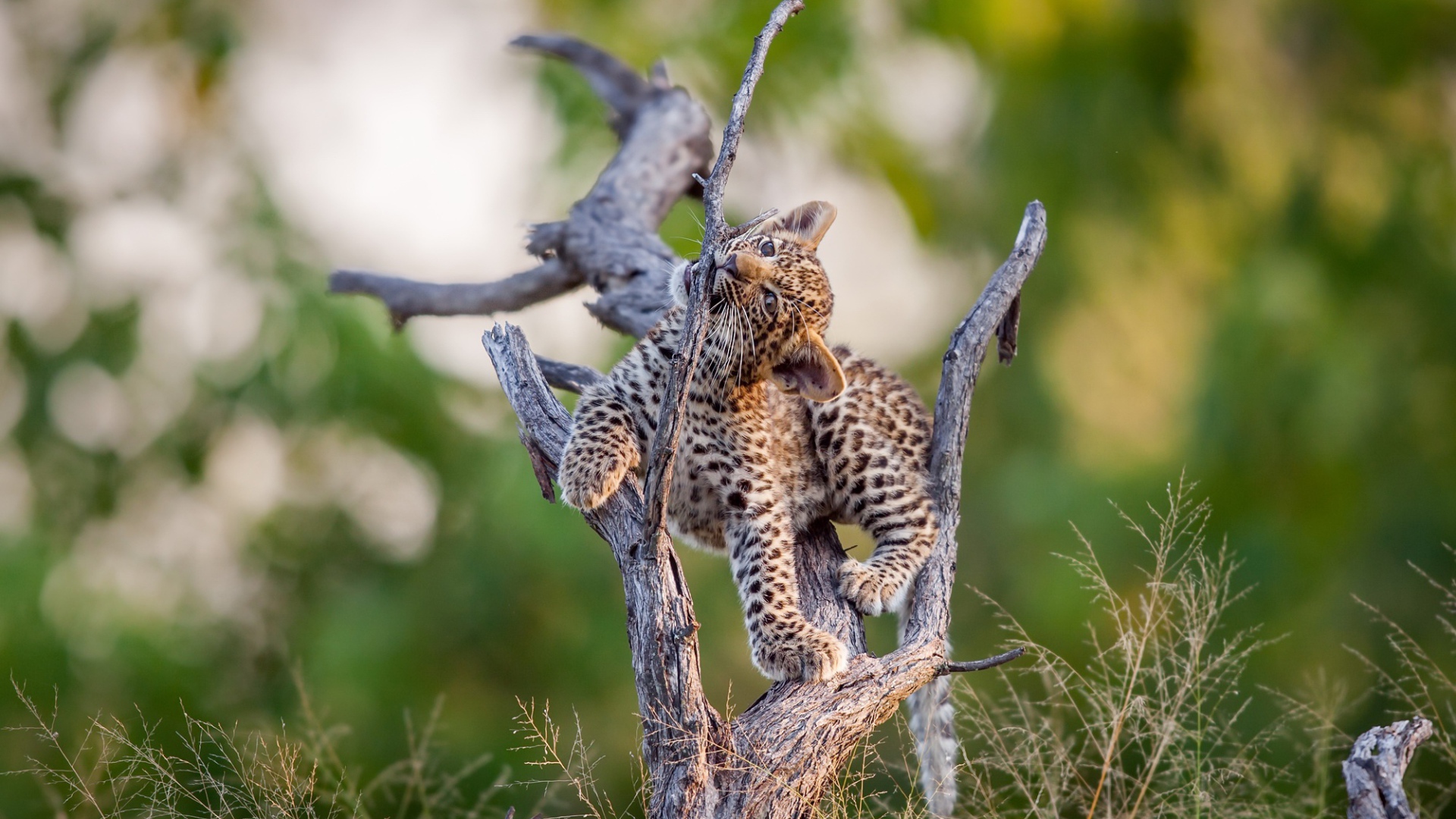Маленький милый леопард играет на сухом дереве
