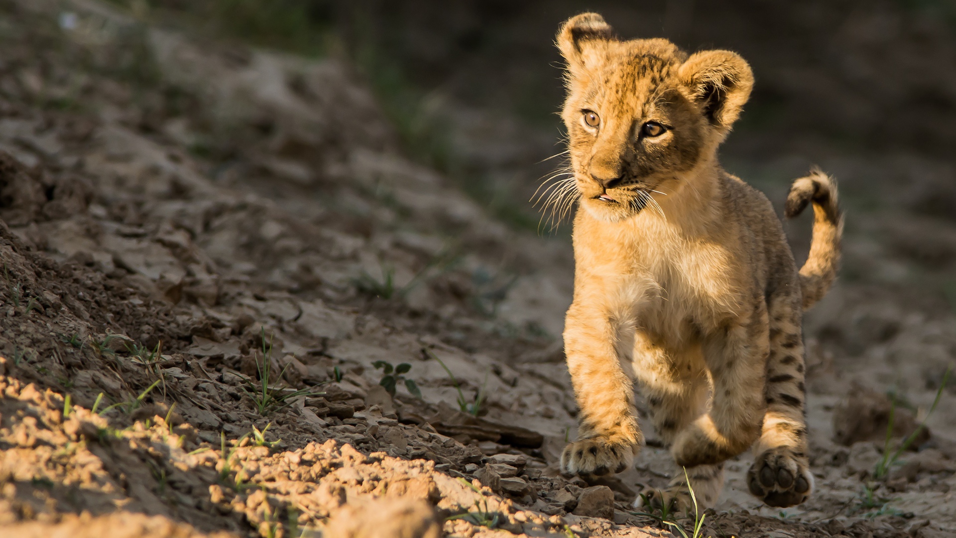 Маленький львенок бежит по земле
