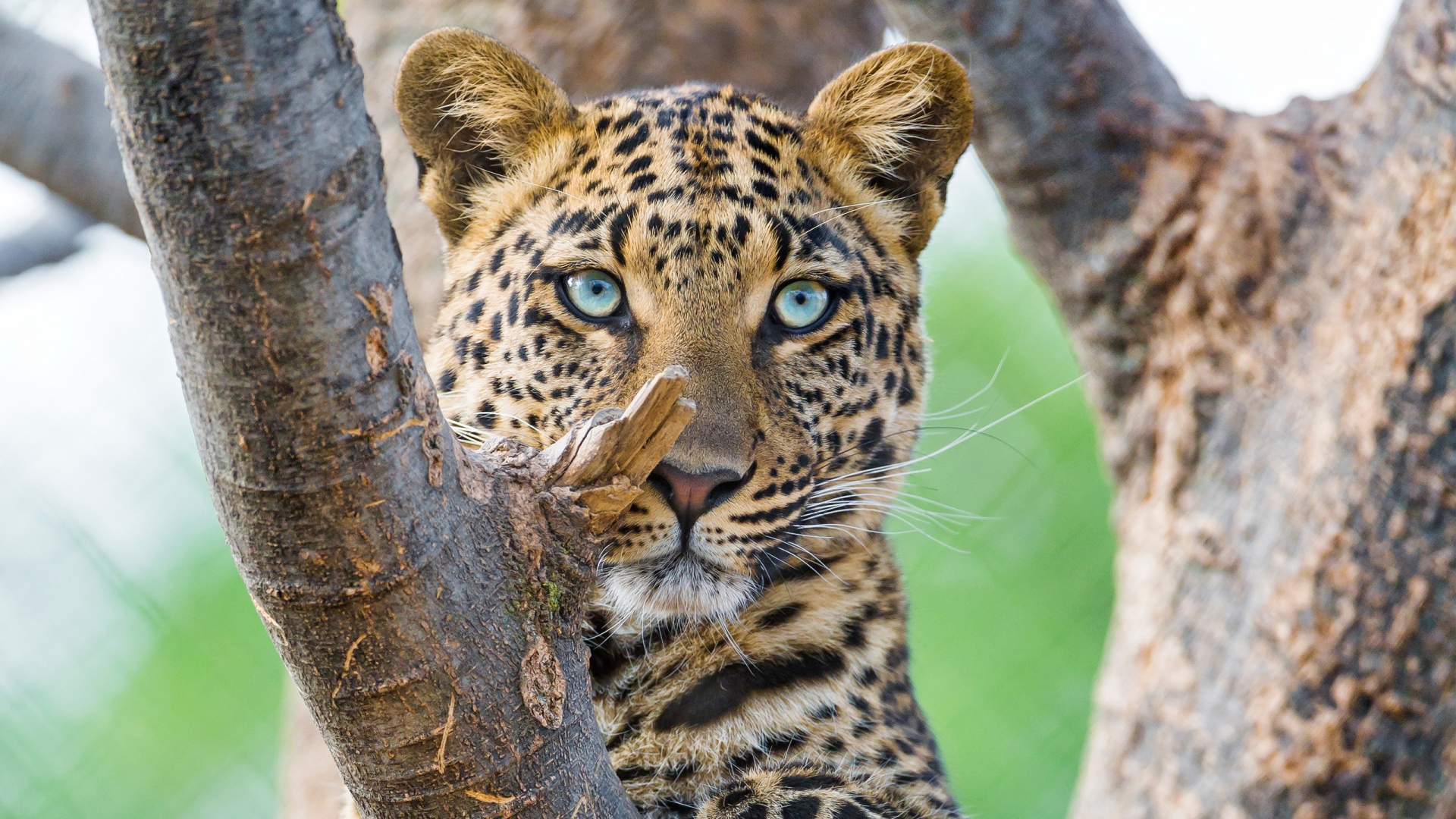 Красивый голубоглазый леопард 