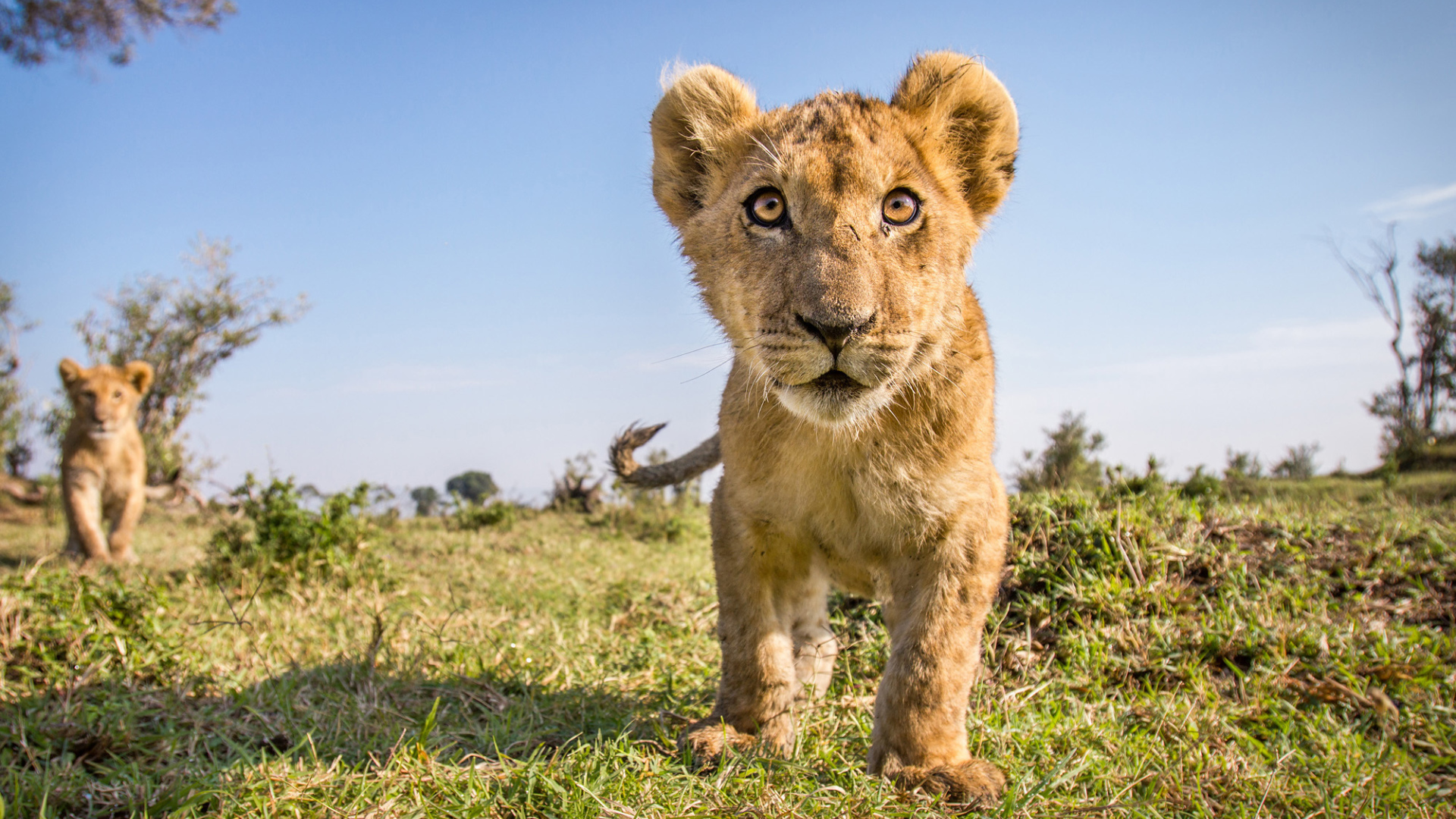 Заинтересованный взгляд маленького львенка 
