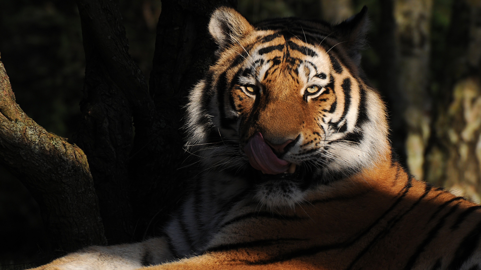 Большой полосатый тигр с высунутым языком