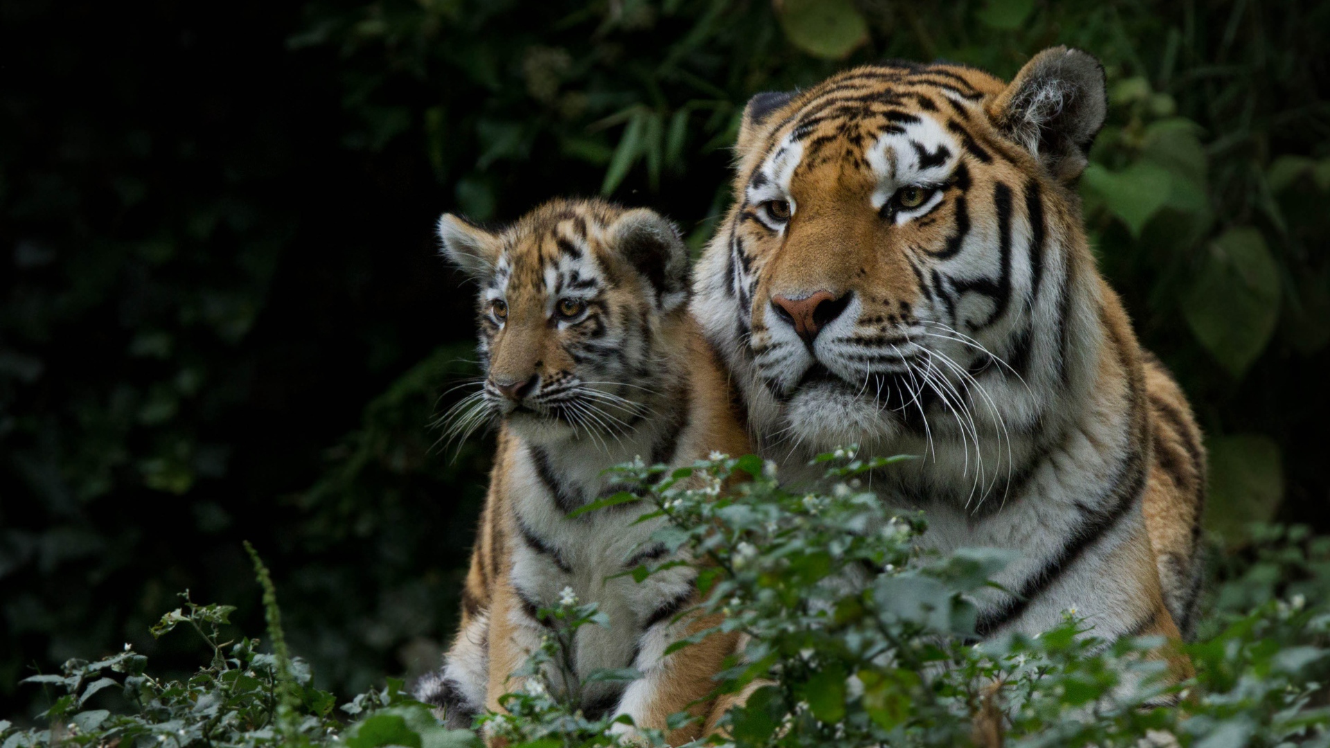 Большая тигрица с маленьким детенышем  