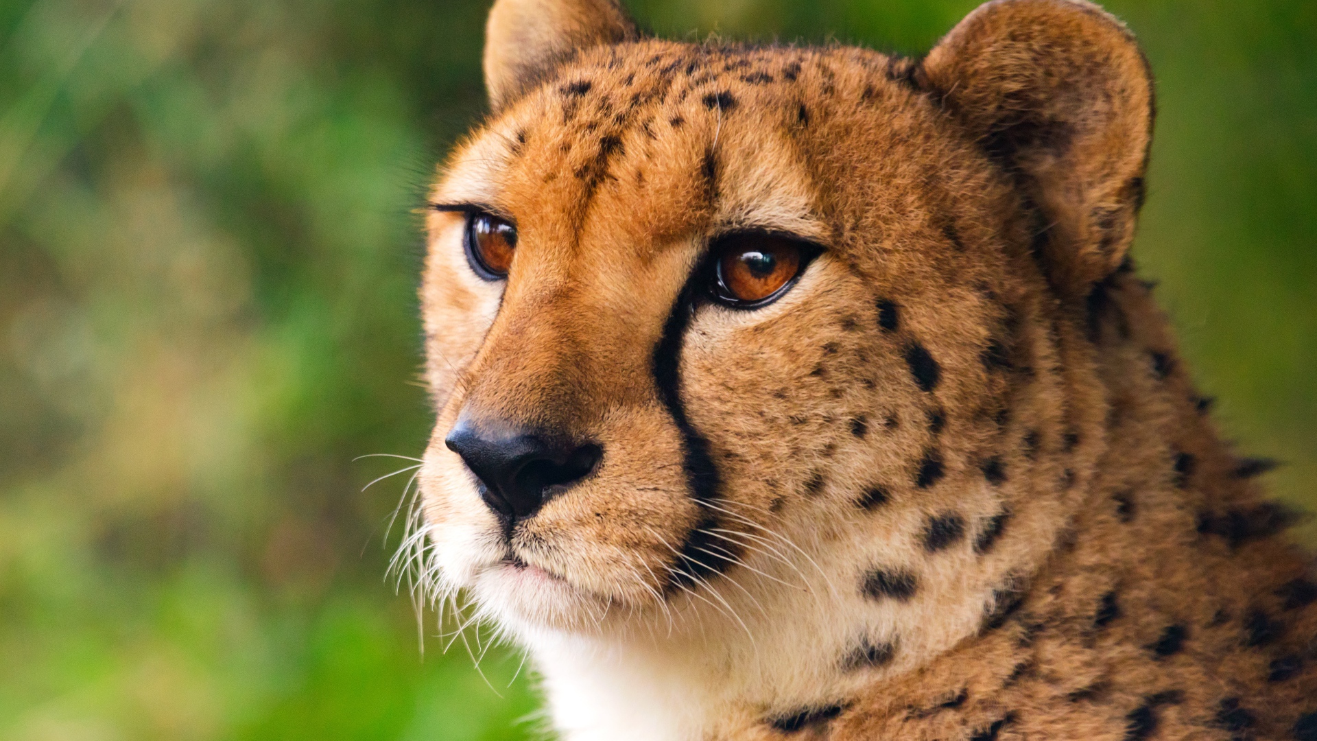 Морда хищного гепарда крупным планом