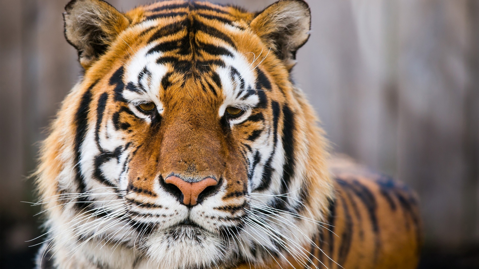 Морда грустного тигра  