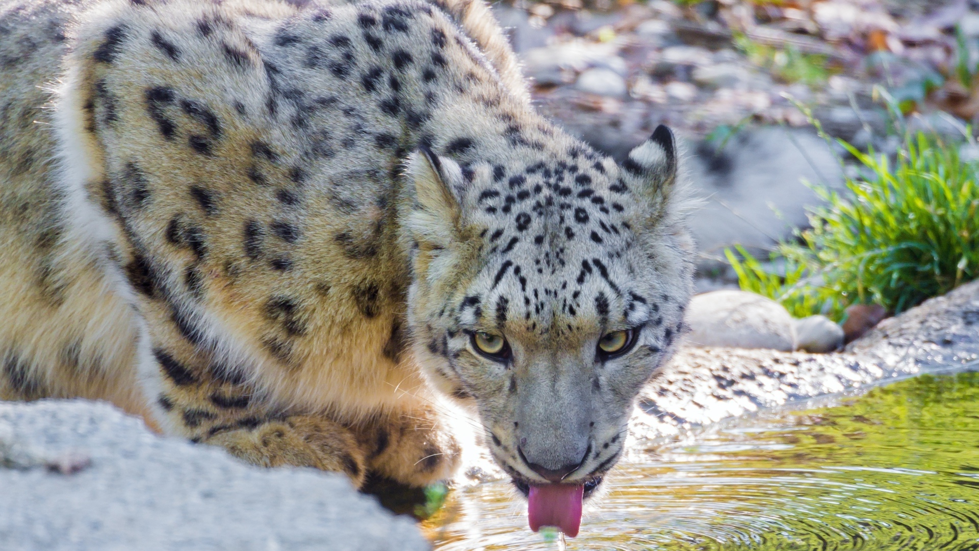 Снежный барс у водопоя