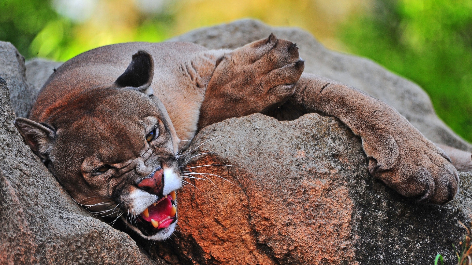 Грозная пума лежит на камне