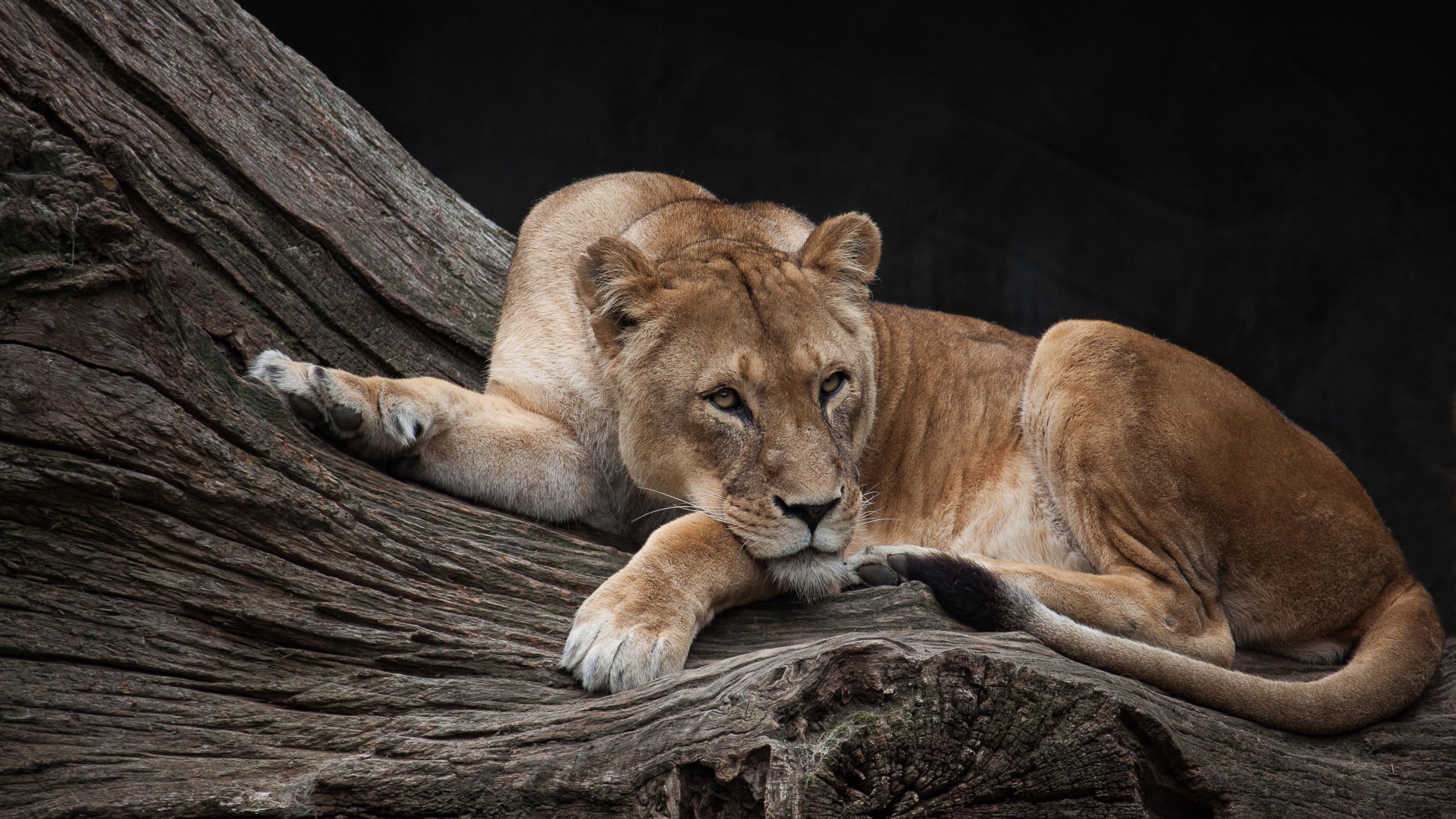 Большая львица лежит на сухом дереве в зоопарке