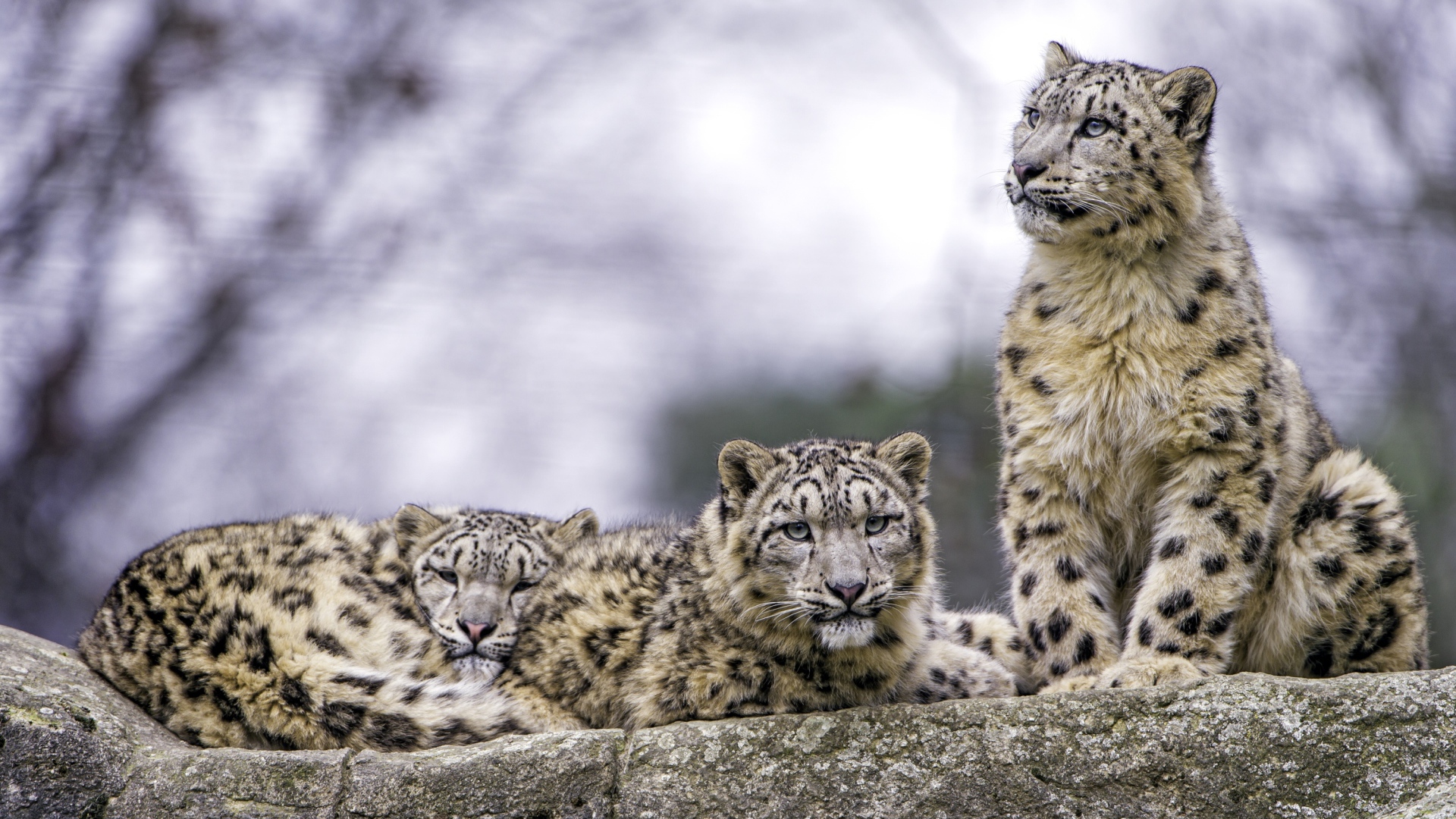 Семейство снежных барсов отдыхает на камне 