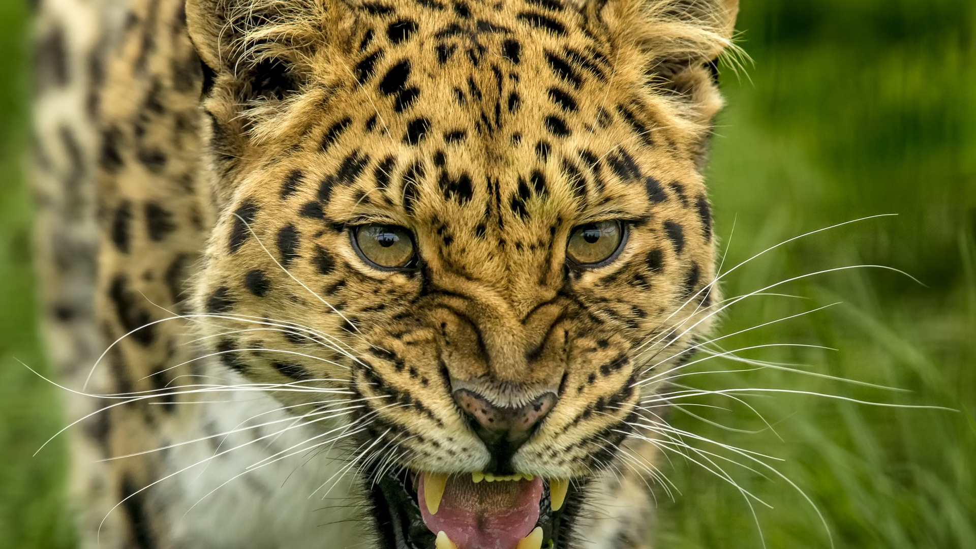 Свирепая морда пятнистого леопарда