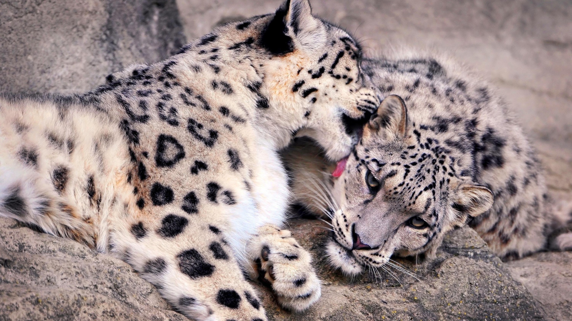 Нежная забота снежных барсов