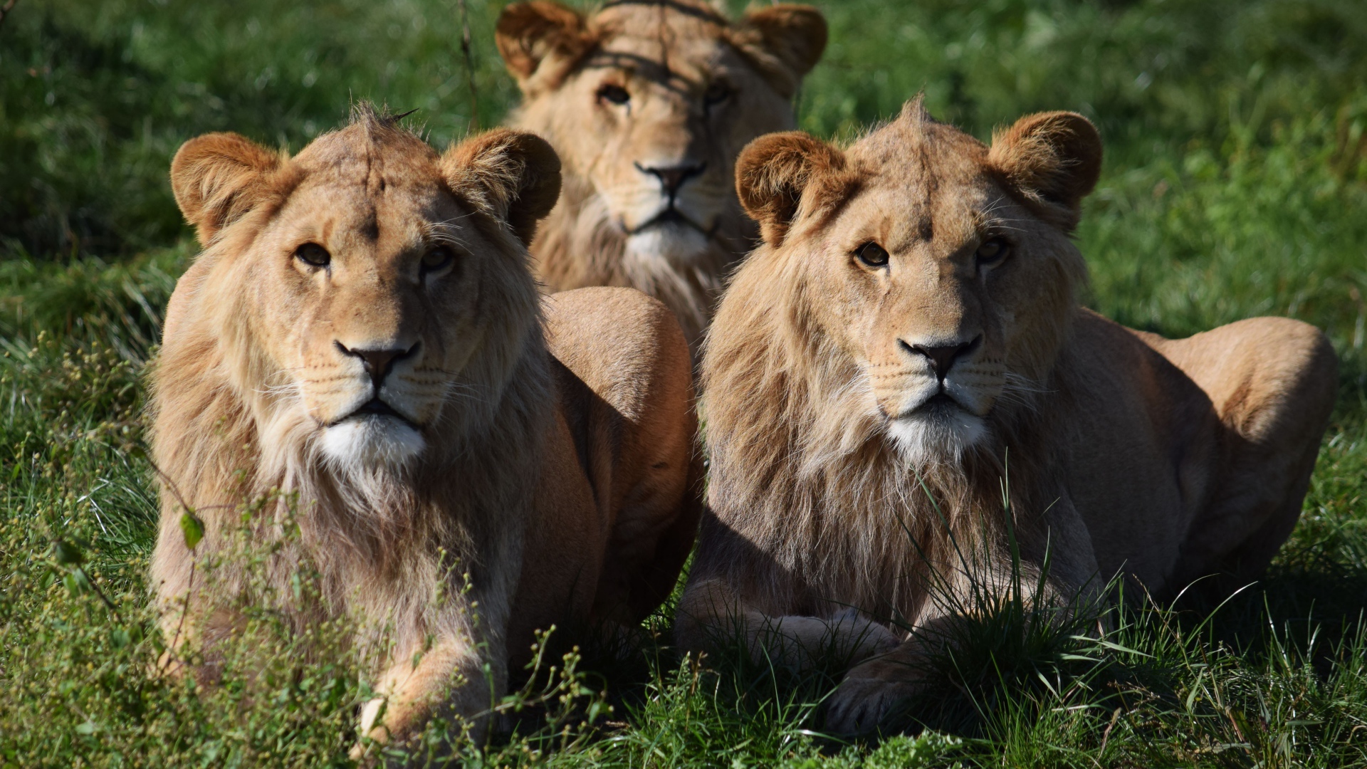 Три львицы лежат на зеленой траве
