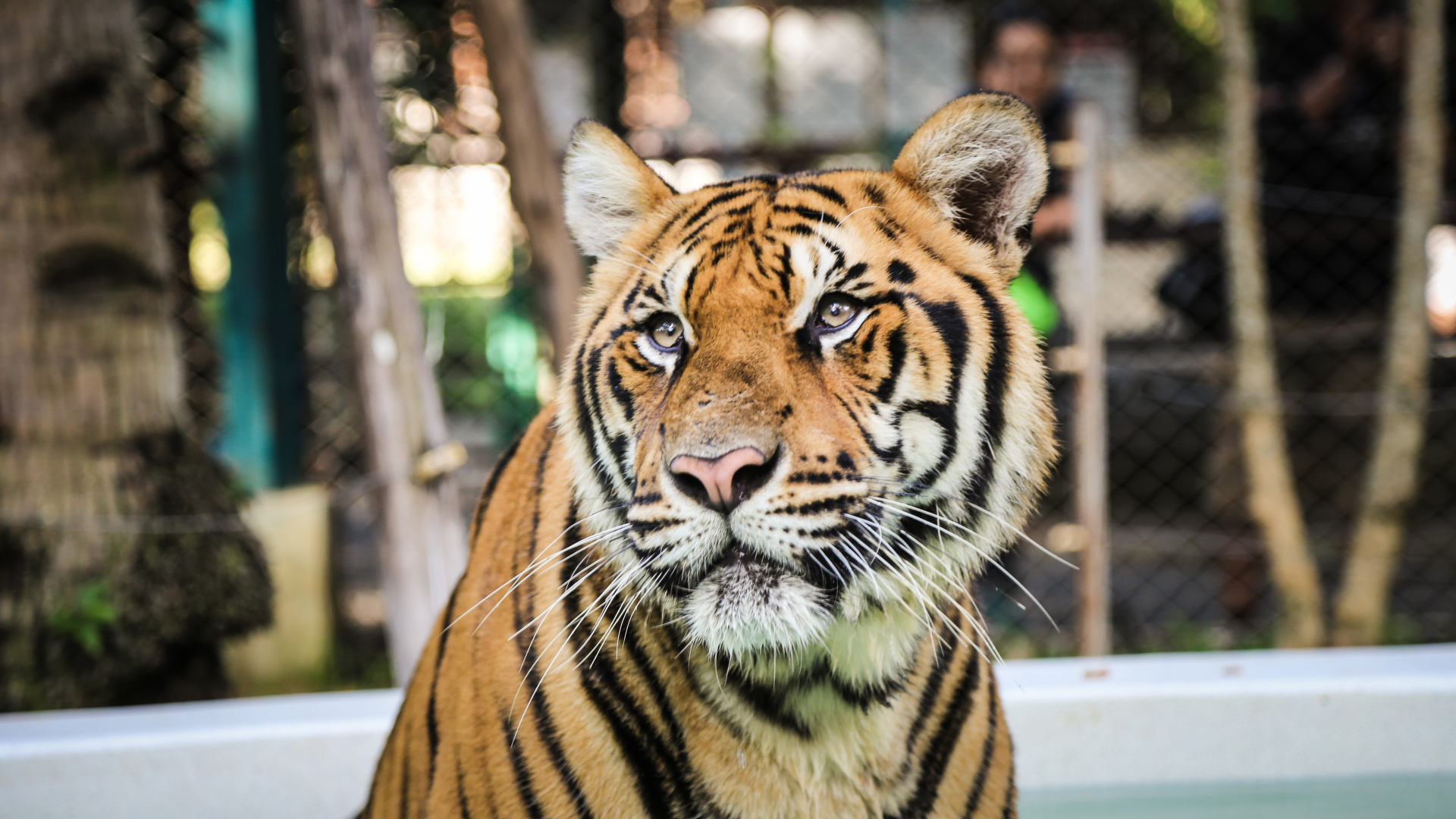 Тигр смотрит заинтересованным взглядом 