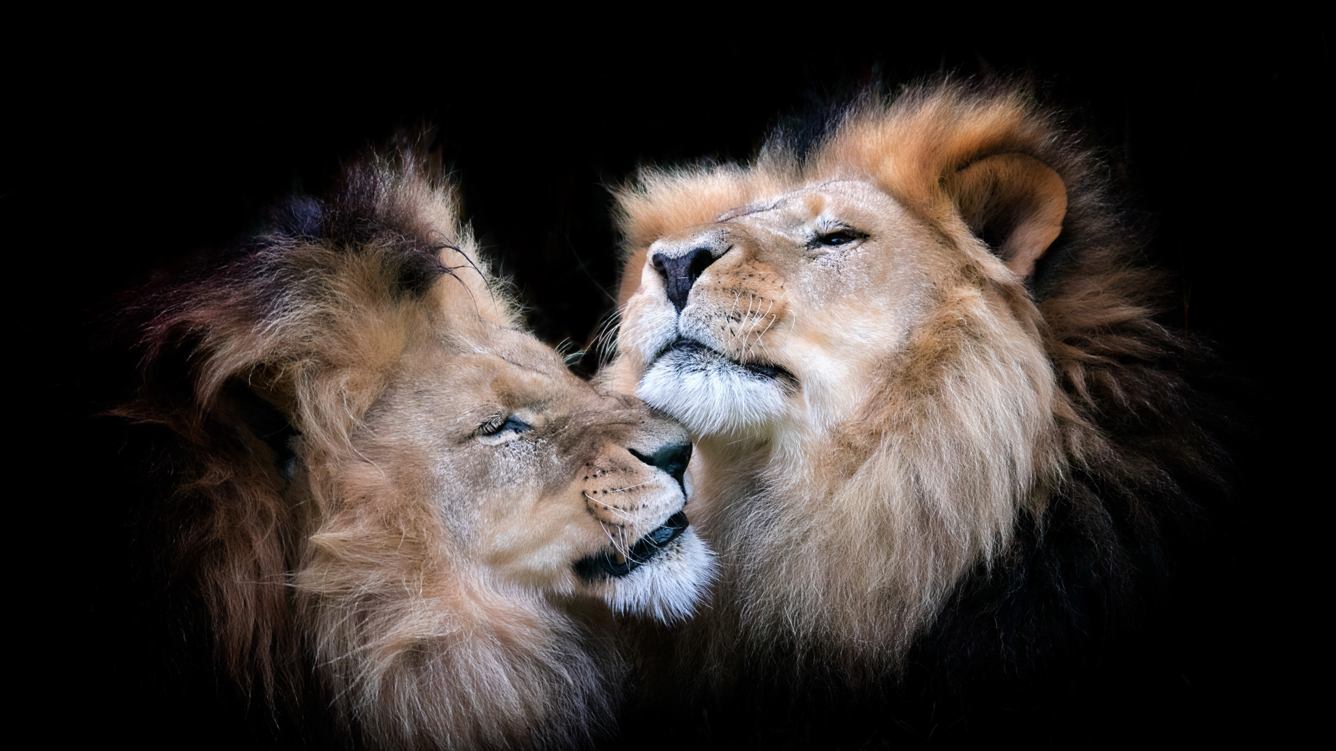 Две морды львов на черном фоне