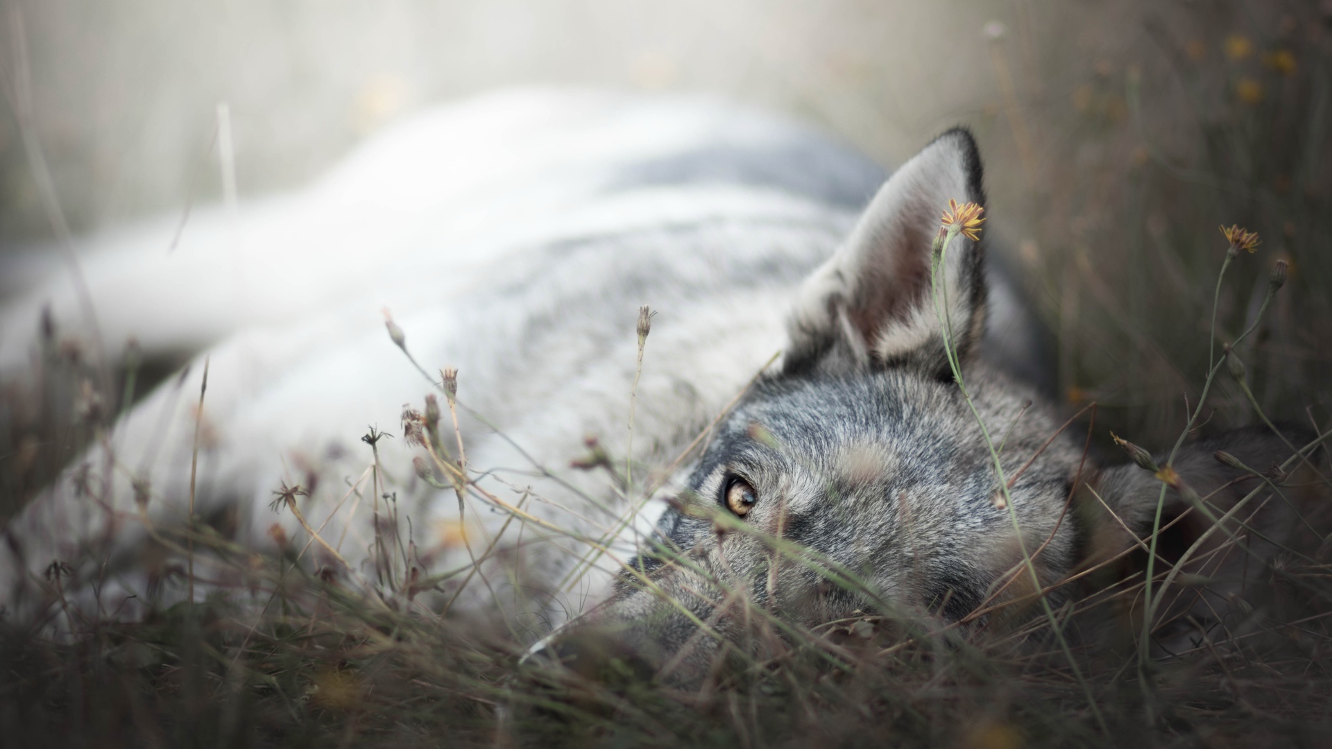 Грустный серый волк лежит на сухой траве