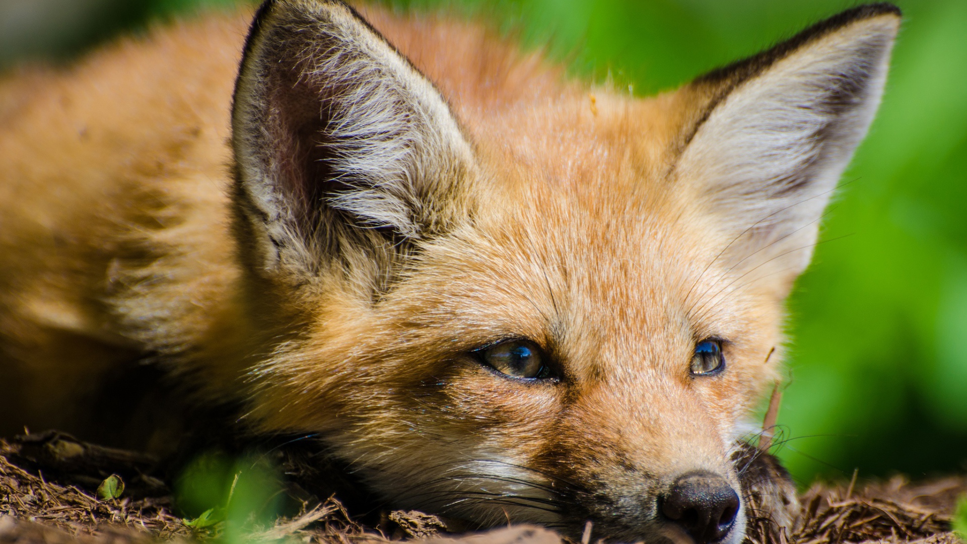 Лиса с грустной мордой лежит на сухой траве