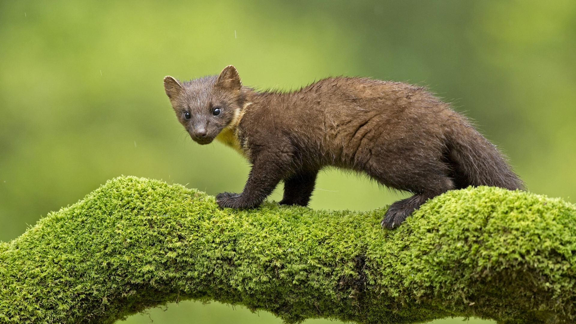 Куница стоит на покрытой мхом ветке дерева 