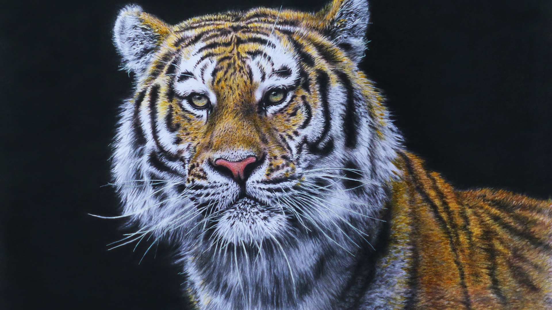 Красивый нарисованный тигр на черном фоне