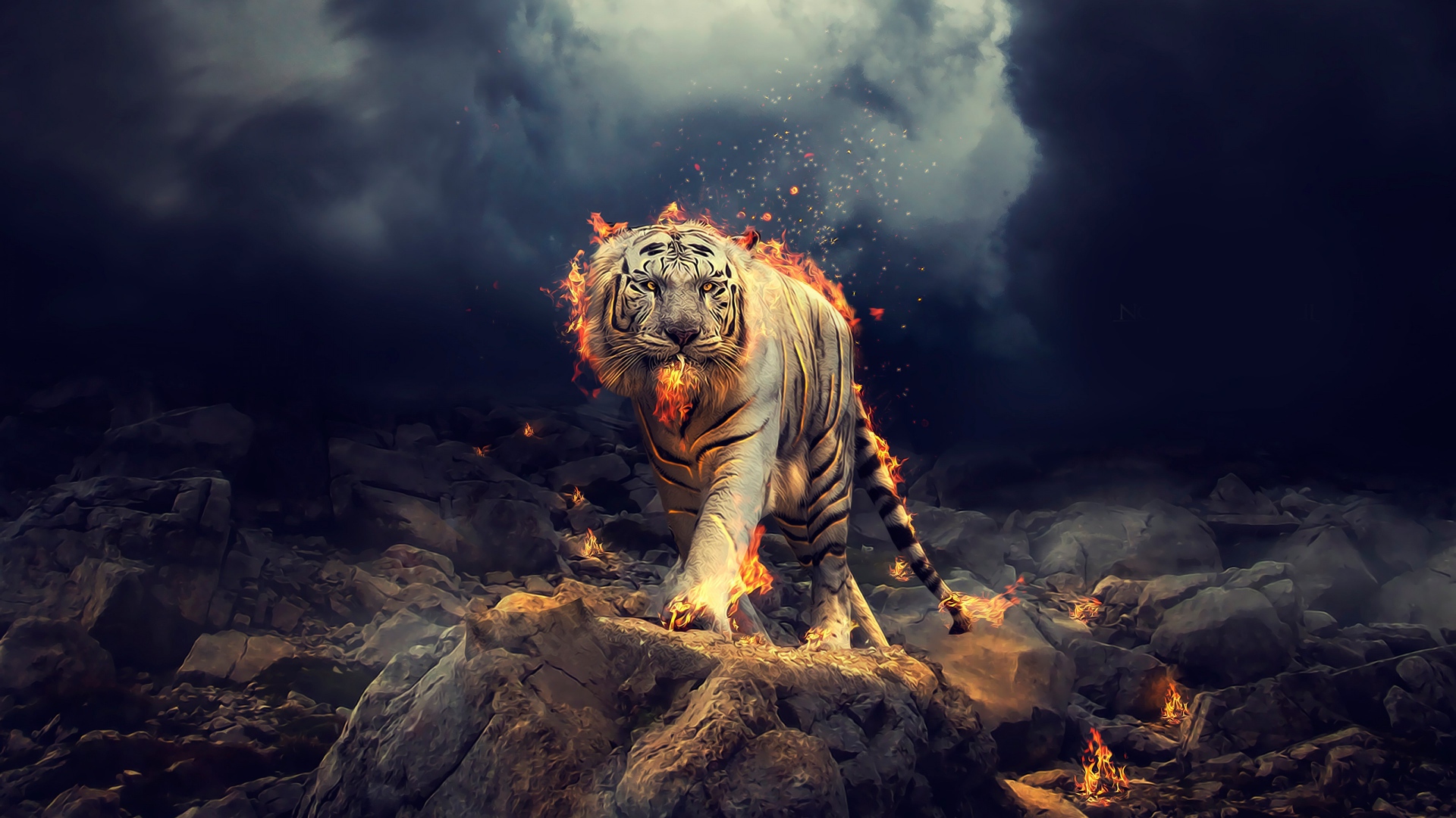 The fire tiger walks the rocks